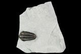 Calymene Niagarensis Trilobite - New York #99054-1